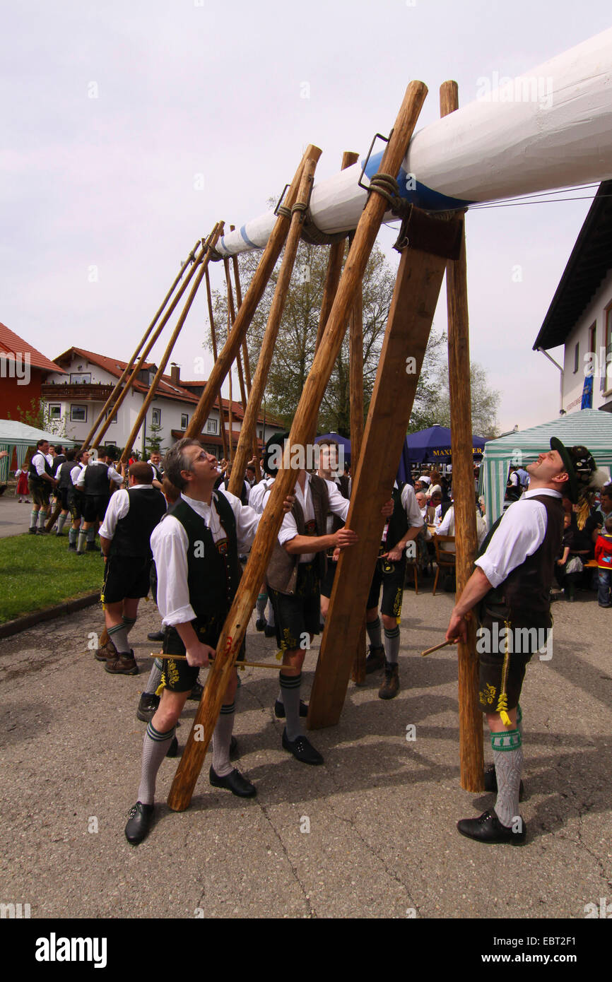 people lifting their maypole, Germany, Bavaria, Willing , Bad Aibling Stock Photo