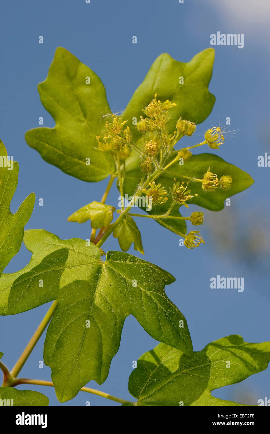 Field maple flowers hires stock photography and images Alamy