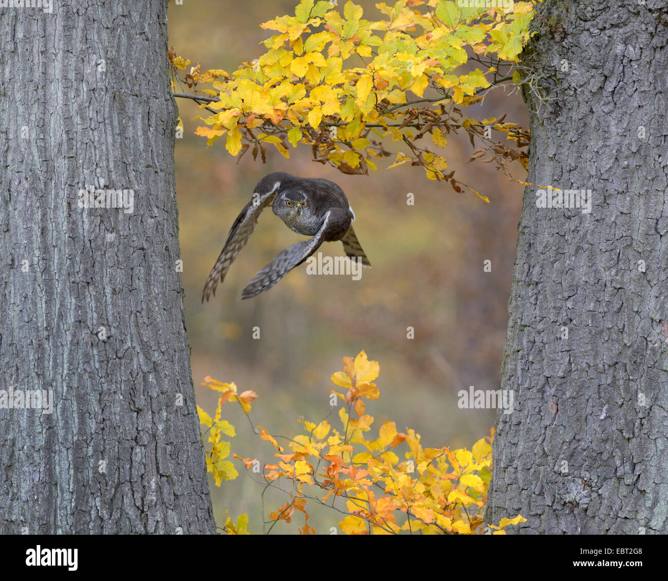 northern goshawk (Accipiter gentilis), adult female flying through two oaks in autumn colouration looking for prey, Germany, Baden-Wuerttemberg Stock Photo