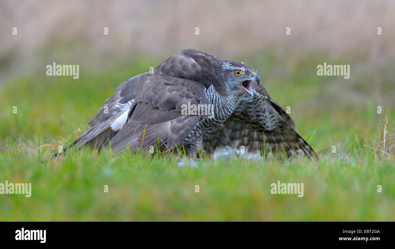 northern goshawk (Accipiter gentilis), adult female in a meadow covering a caught rabbit with the wings, Germany, Baden-Wuerttemberg Stock Photo