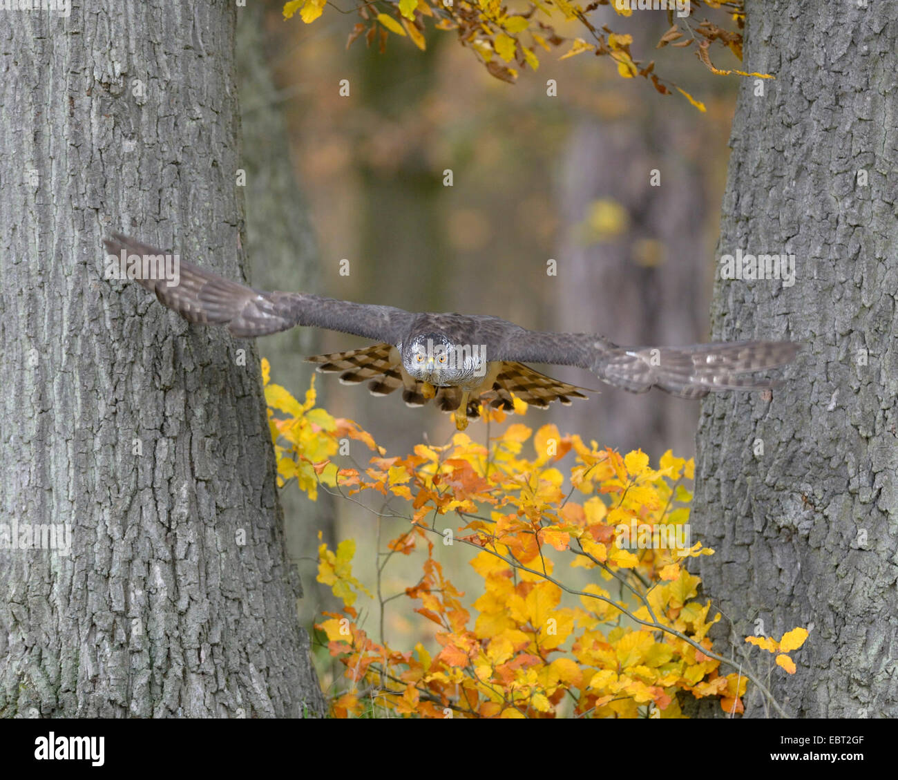 northern goshawk (Accipiter gentilis), adult female flying through two oaks in autumn colouration looking for prey, Germany, Baden-Wuerttemberg Stock Photo