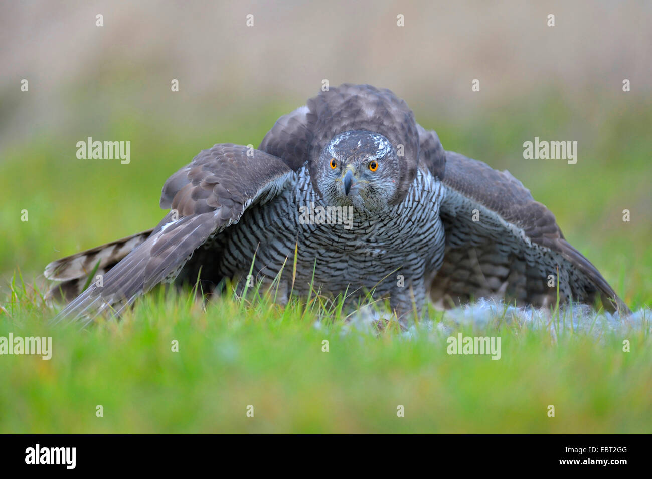 northern goshawk (Accipiter gentilis), adult female in a meadow covering a caught rabbit with the wings, Germany, Baden-Wuerttemberg Stock Photo