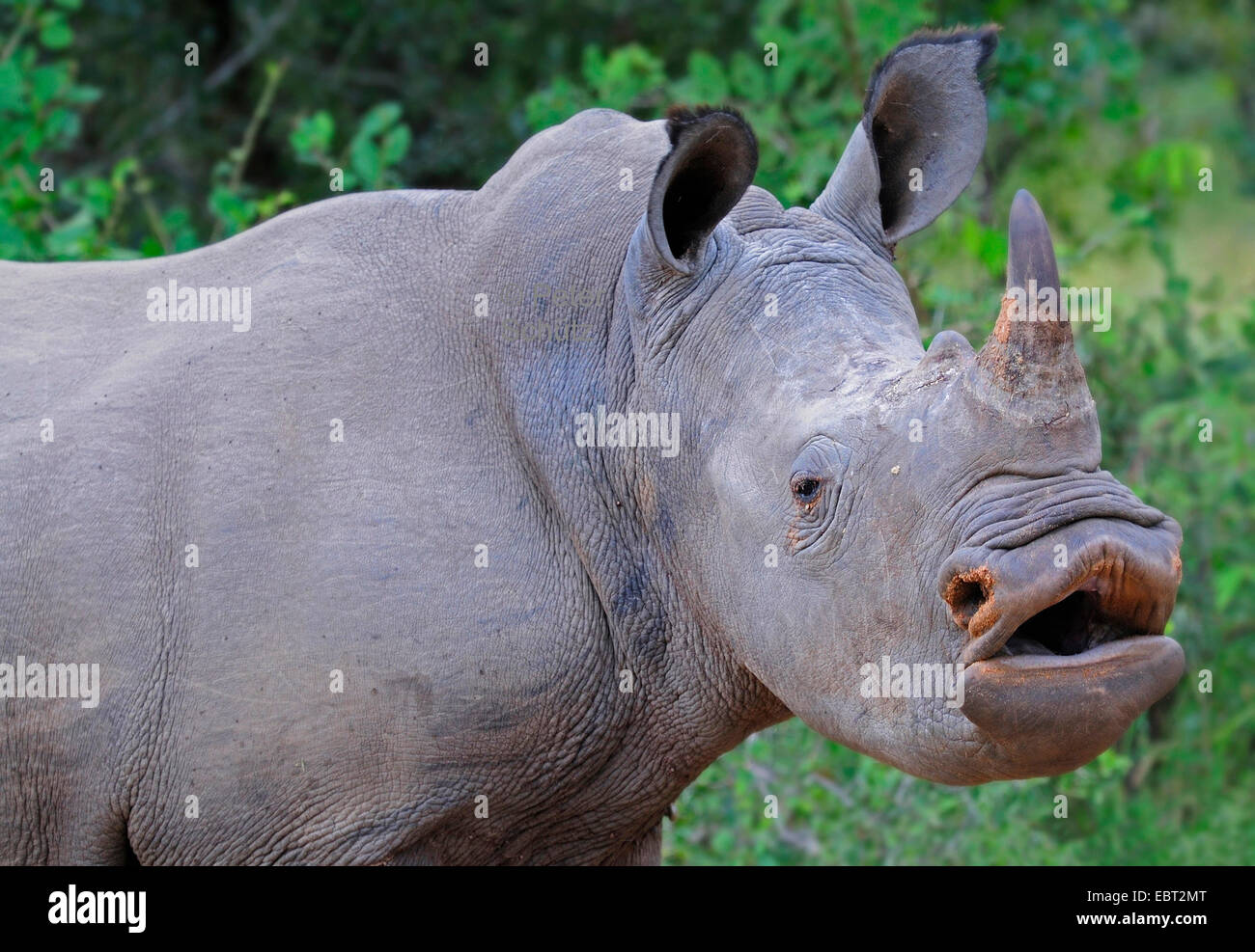 white rhinoceros, square-lipped rhinoceros, grass rhinoceros (Ceratotherium simum), portrait, South Africa Stock Photo