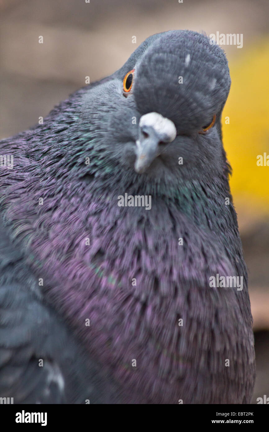 Pigeon Head Extreme Close-up Stock Photo