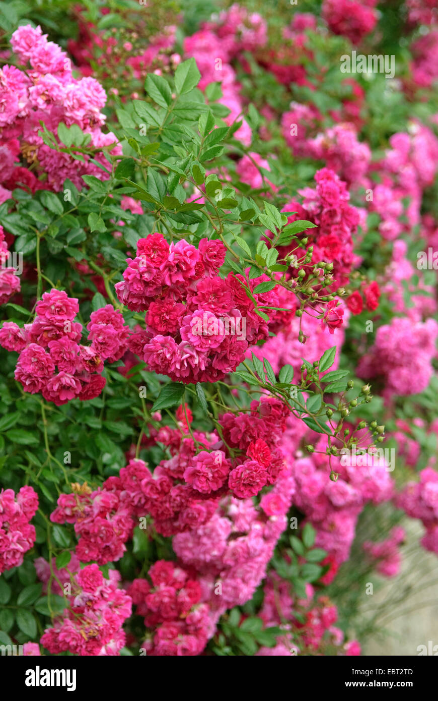 ornamental rose (Rosa 'Super Excelsa', Rosa Super Excelsa), cultivar Super Excelsa Stock Photo