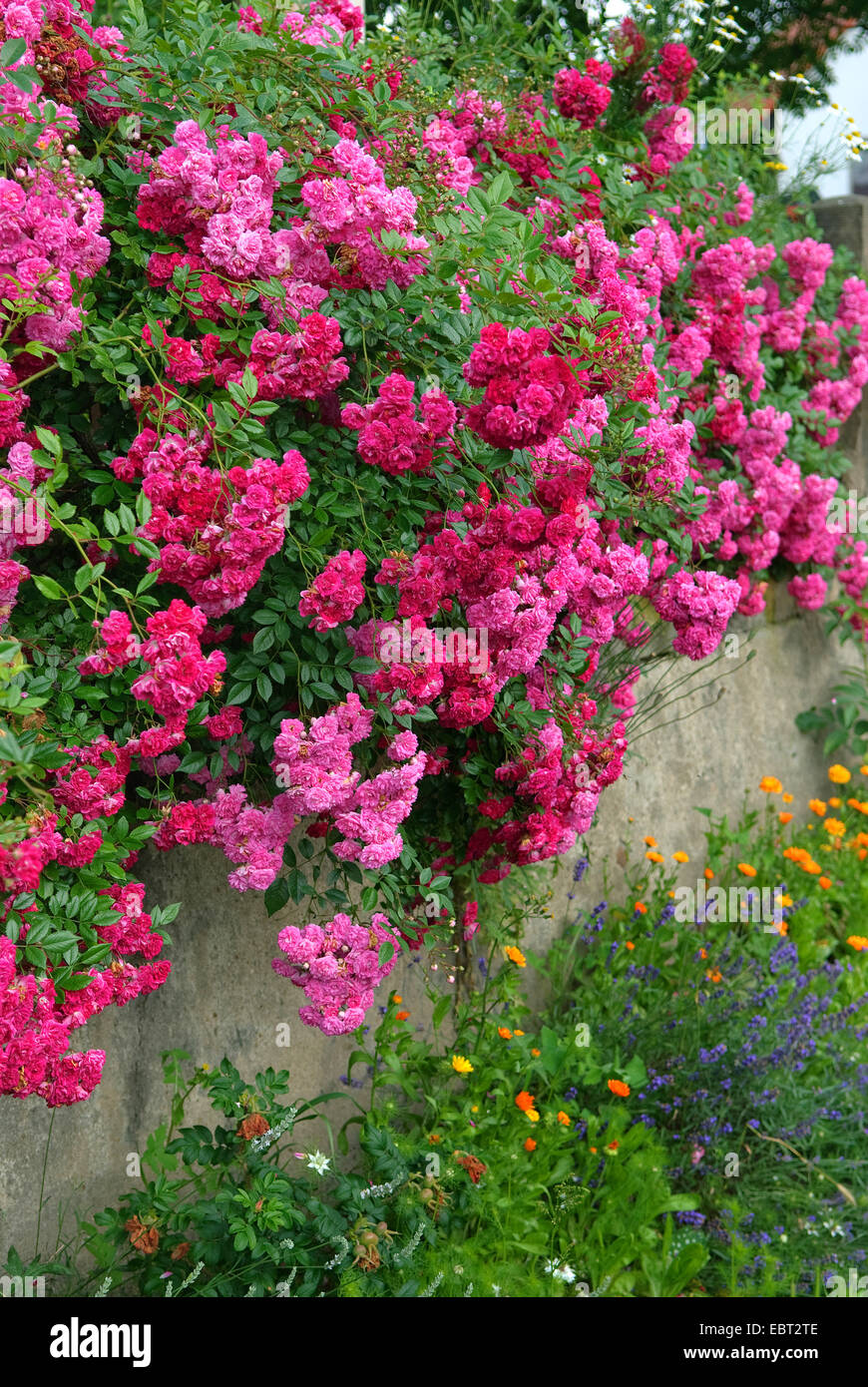 ornamental rose (Rosa 'Super Excelsa', Rosa Super Excelsa), cultivar Super Excelsa Stock Photo