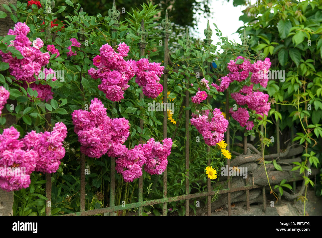 ornamental rose (Rosa 'Super Dorothy', Rosa Super Dorothy), cultivar Super Dorothy Stock Photo