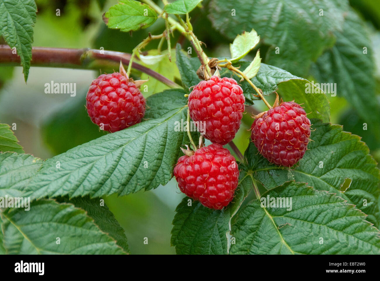 European red raspberry (Rubus idaeus 'Himbotop', Rubus idaeus Himbotop), cultivar Himbotop Stock Photo