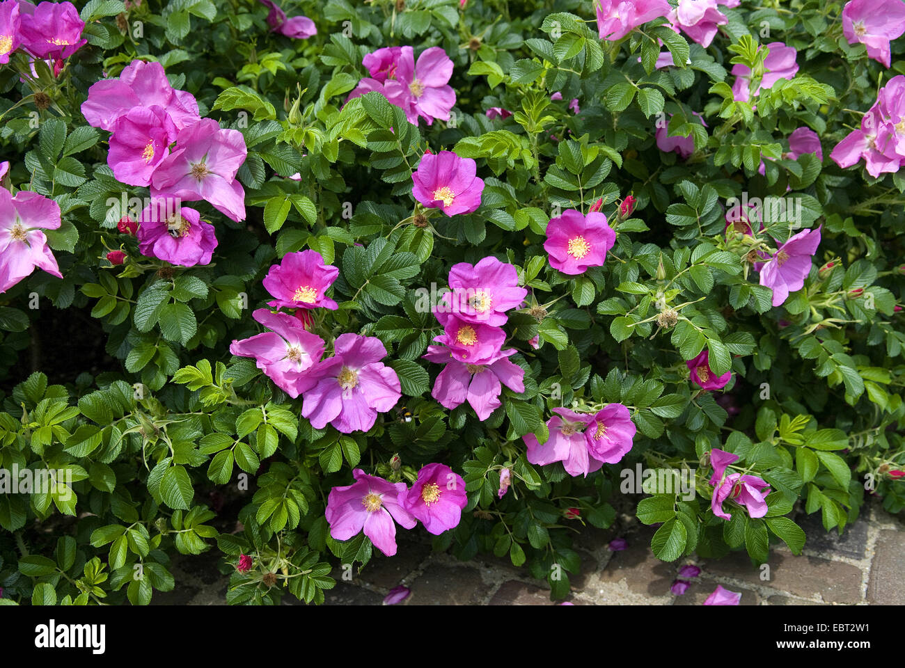 Rugosa rose, Japanese rose (Rosa rugosa), rose hedge Stock Photo