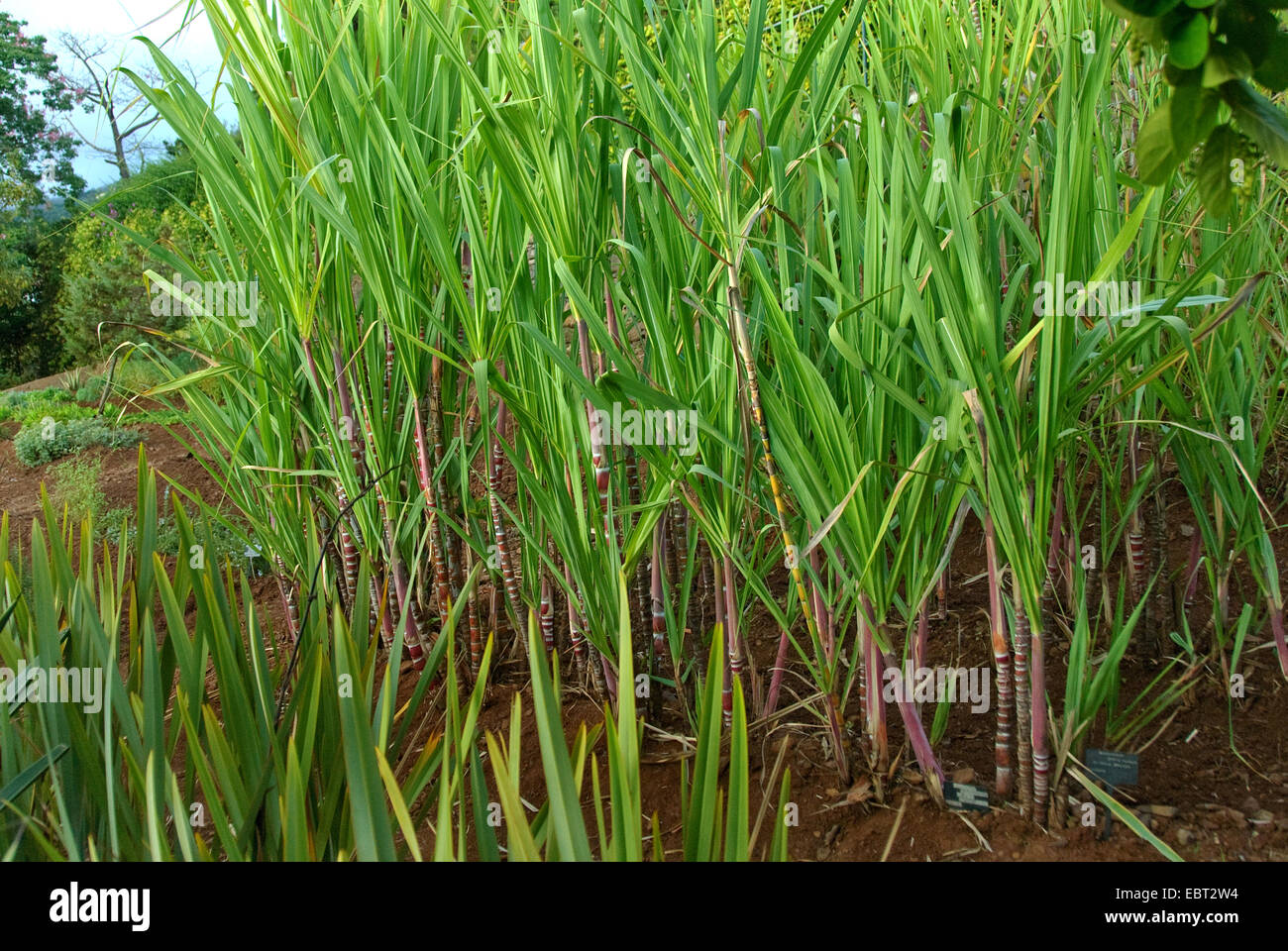 sugar cane (Saccharum officinarum), plant in a garden Stock Photo