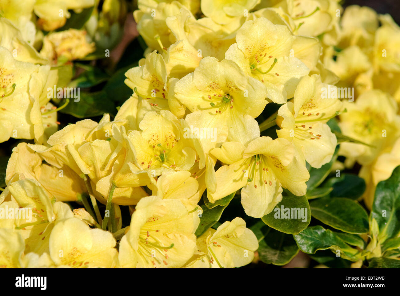 Yellow Azalea (Rhododendron wardii 'Goldkollier', Rhododendron wardii Goldkollier), cultivar Goldkollier Stock Photo