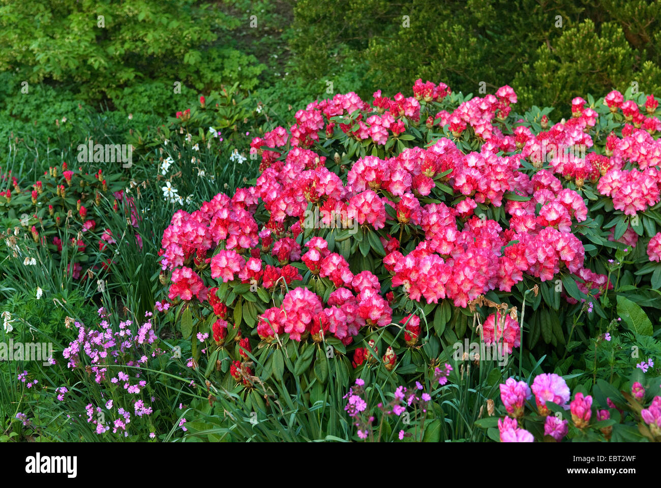 Rhododendron Yakushimanum 'Fantastica' 30-40 Cm  Winterhart Immergrn  Zierstrauch Fr Garten & Kbel