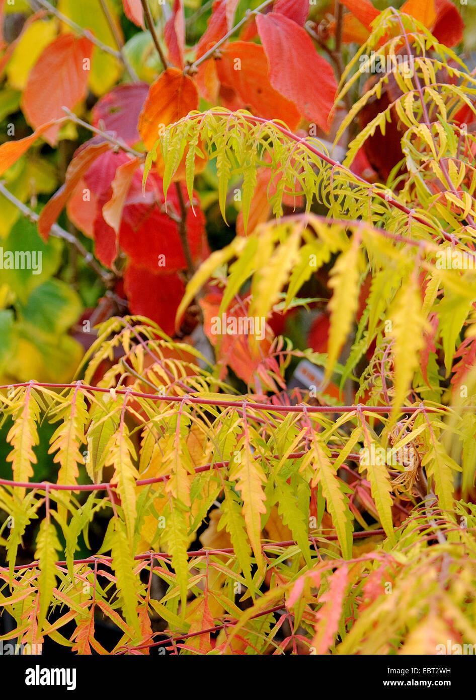 Staghorn sumach, Stag's horn sumach (Rhus typhina 'Tiger Eyes', Rhus typhina Tiger Eyes), cultivar Tiger Eyes in autumn Stock Photo