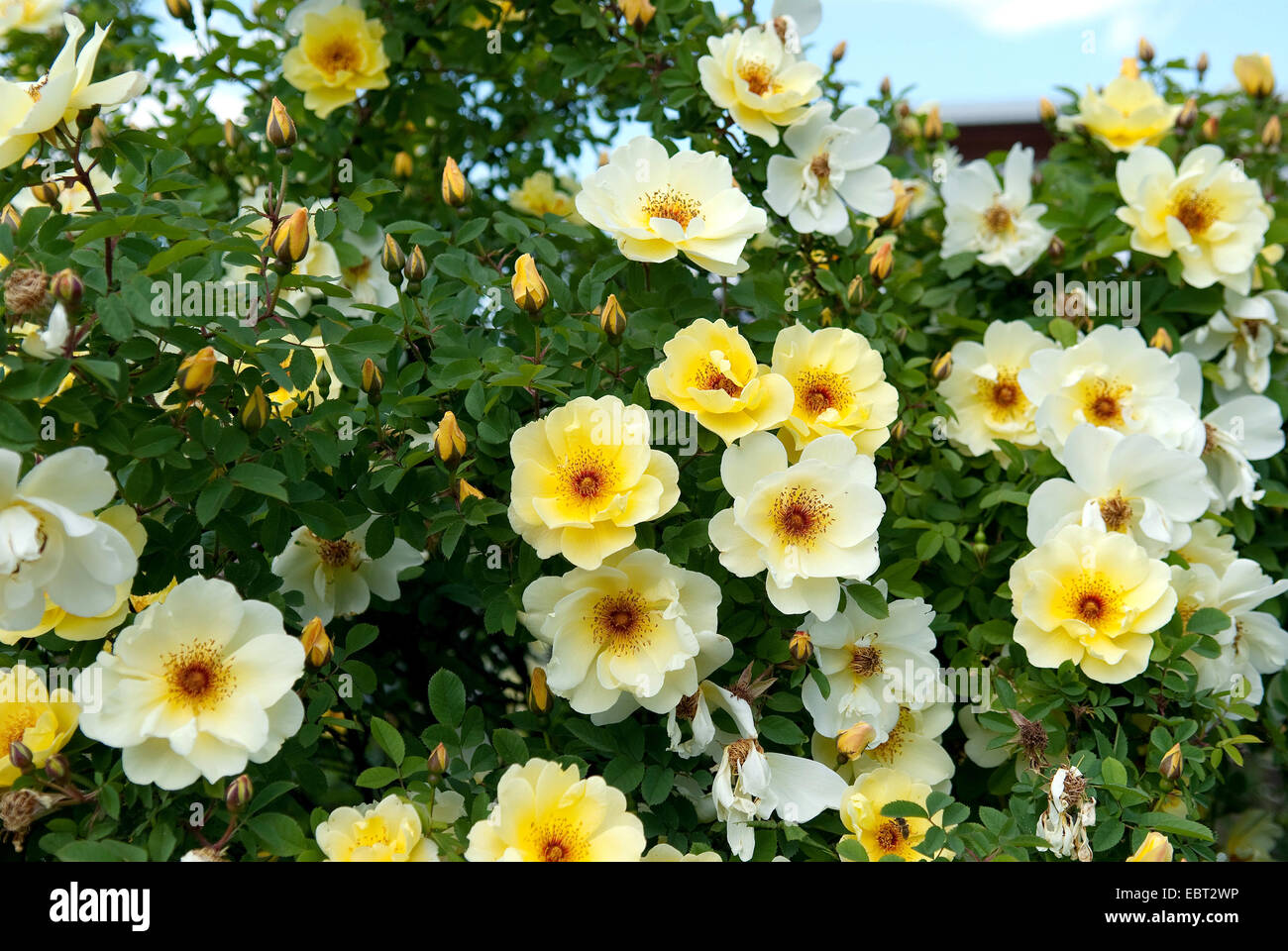 ornamental rose (Rosa 'Fruehlingsgold', Rosa Fruehlingsgold), cultivar Fruehlingsgold Stock Photo