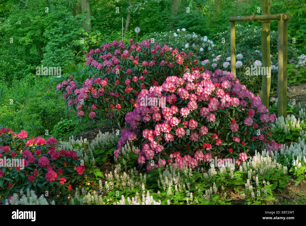 Rhododendron (Rhododendron yakushimanum 'Kalinka', Rhododendron yakushimanum  Kalinka), blooming, cultivar Kalinka Stock Photo - Alamy