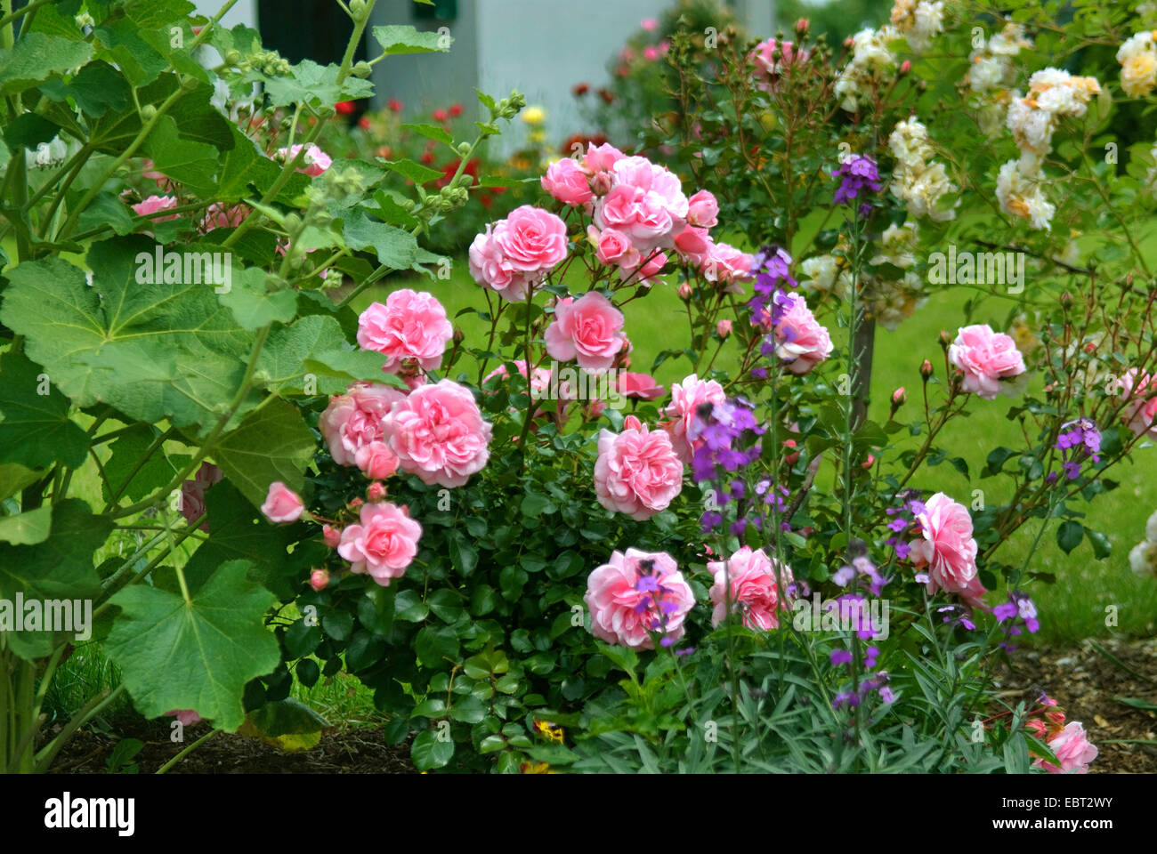ornamental rose (Rosa 'Bonica 82', Rosa Bonica 82), cultivar Bonica 82 Stock Photo
