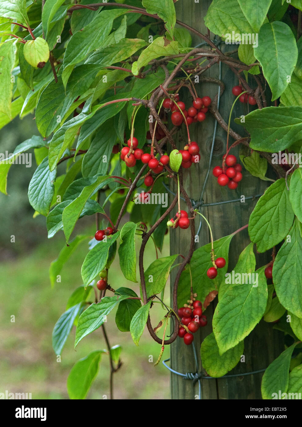 Schisandra, five flavor berry (Schisandra chinensis), branch with fruits Stock Photo