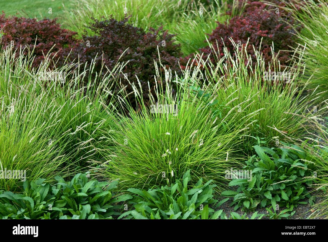 Sesleria autumnalis (Sesleria autumnalis), blooming Stock Photo