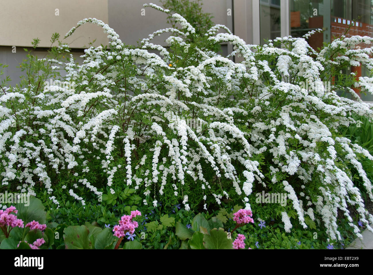 spiraea (Spiraea cinera 'Grefsheim', Spiraea cinera Grefsheim), cultivar Grefsheim, blooming Stock Photo