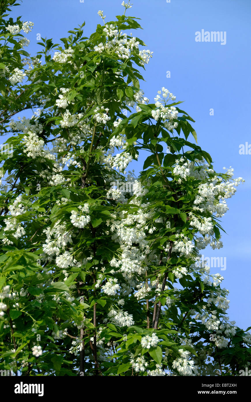 Colchis bladdernut, Bladdernut (Staphylea colchica), blooming Stock Photo