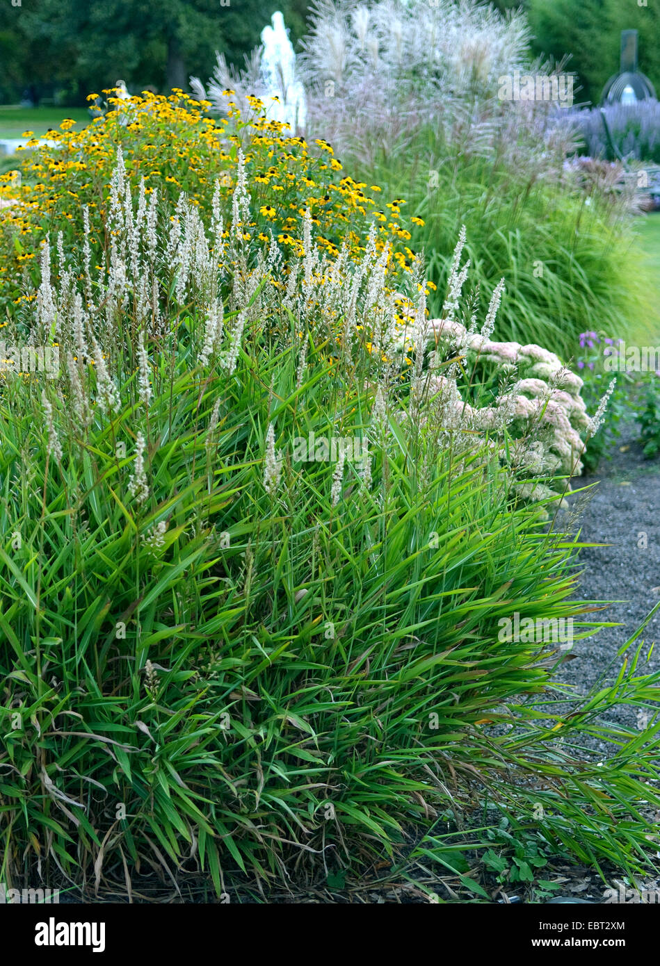 Frost grass, Siberian graybeard, Silver spike (Spodiopogon sibiricus), blooming Stock Photo