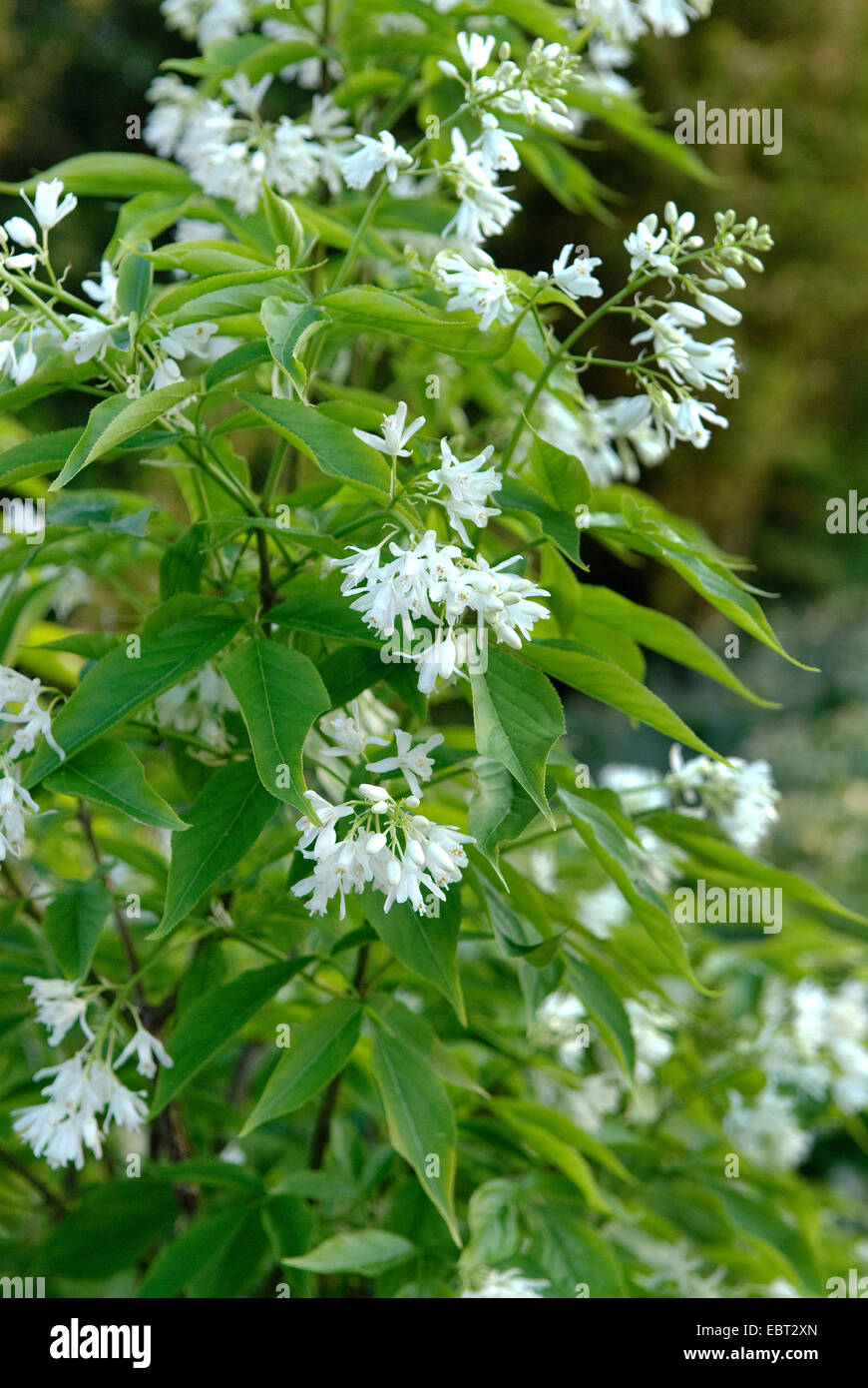 Colchis bladdernut, Bladdernut (Staphylea colchica), blooming Stock Photo