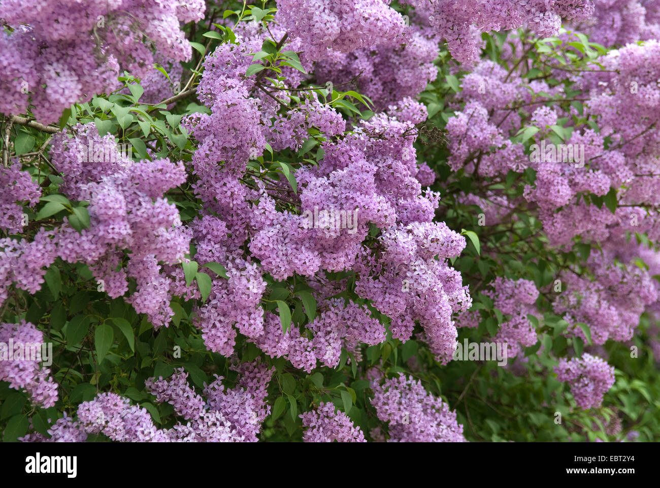 Chinese lilac (Syringa chinensis), blooming Stock Photo