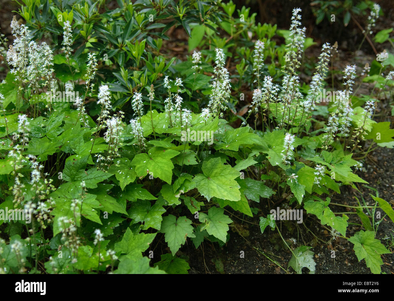 heart-leaved foam-flower, coolwort (Tiarella cordifolia 'Moorgruen', Tiarella cordifolia Moorgruen), cultivar Moorgruen, blooming Stock Photo