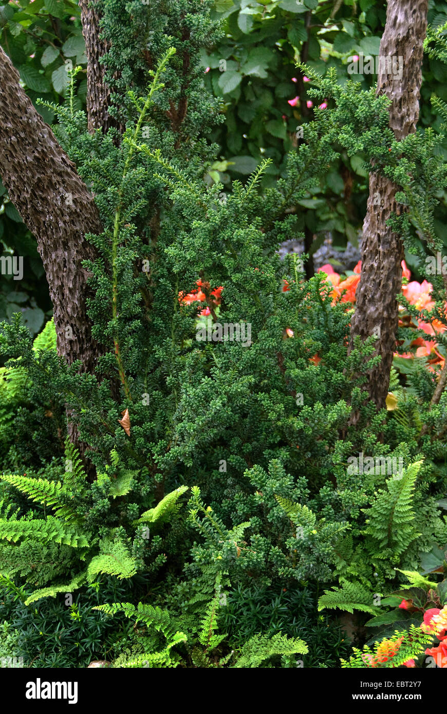 common yew (Taxus baccata 'Amersfoort', Taxus baccata Amersfoort), cultivar Amersfort Stock Photo