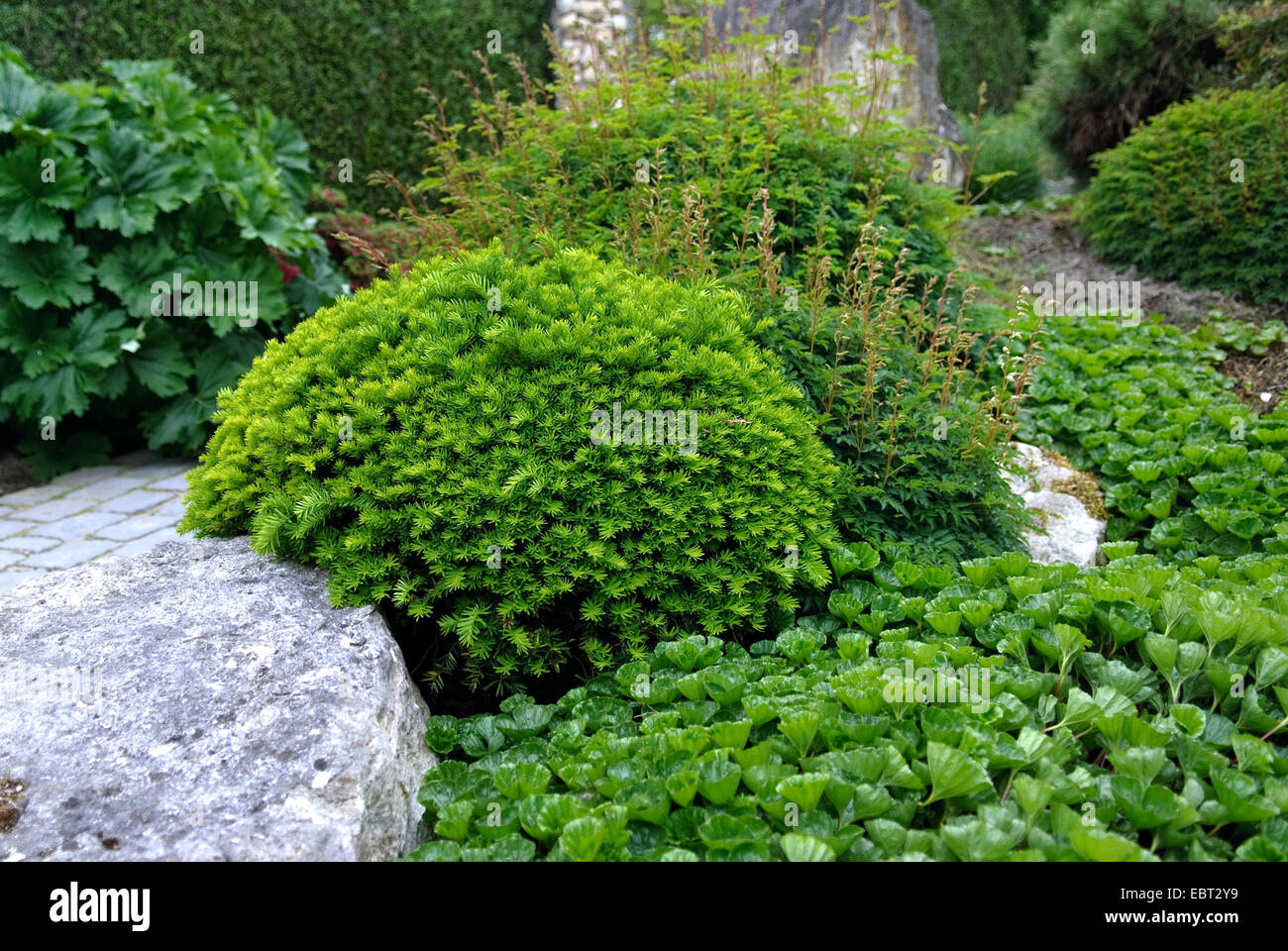 Japanese yew, pyramidal yew (Taxus cuspidata 'Nana', Taxus cuspidata Nana), vultivar Nana Stock Photo