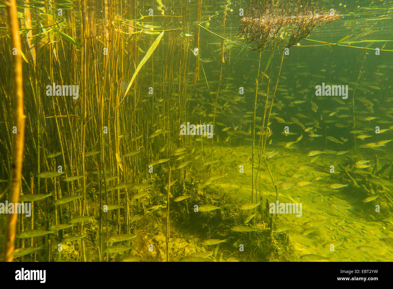 Perch, European perch, Redfin perch (Perca fluviatilis), large school of juvenile perches at the edge of reed zone, Germany, Bavaria, Lake Chiemsee Stock Photo