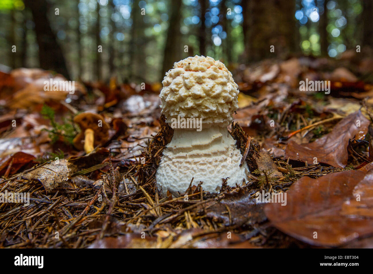 fly agaric (Amanita muscaria), with still close white velum, Germany, Bavaria Stock Photo