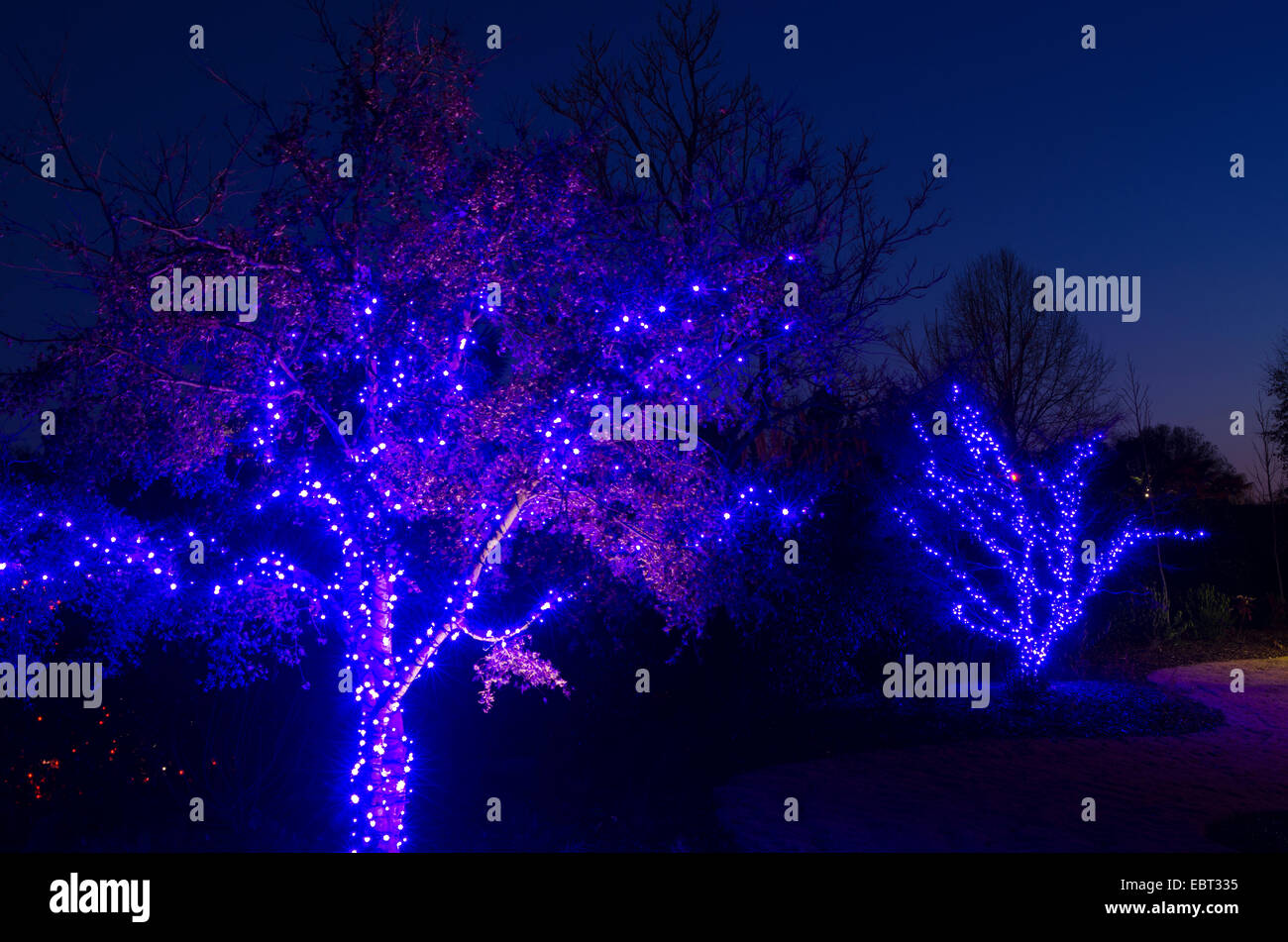 Outdoor Christmas Trees have been decorated with blue lights and shot ...