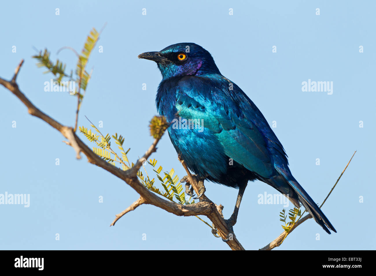 red-shouldered glossy starling (Lamprotornis nitens), sitting on a branch, South Africa, Krueger National Park, Lower Sabie Camp Stock Photo