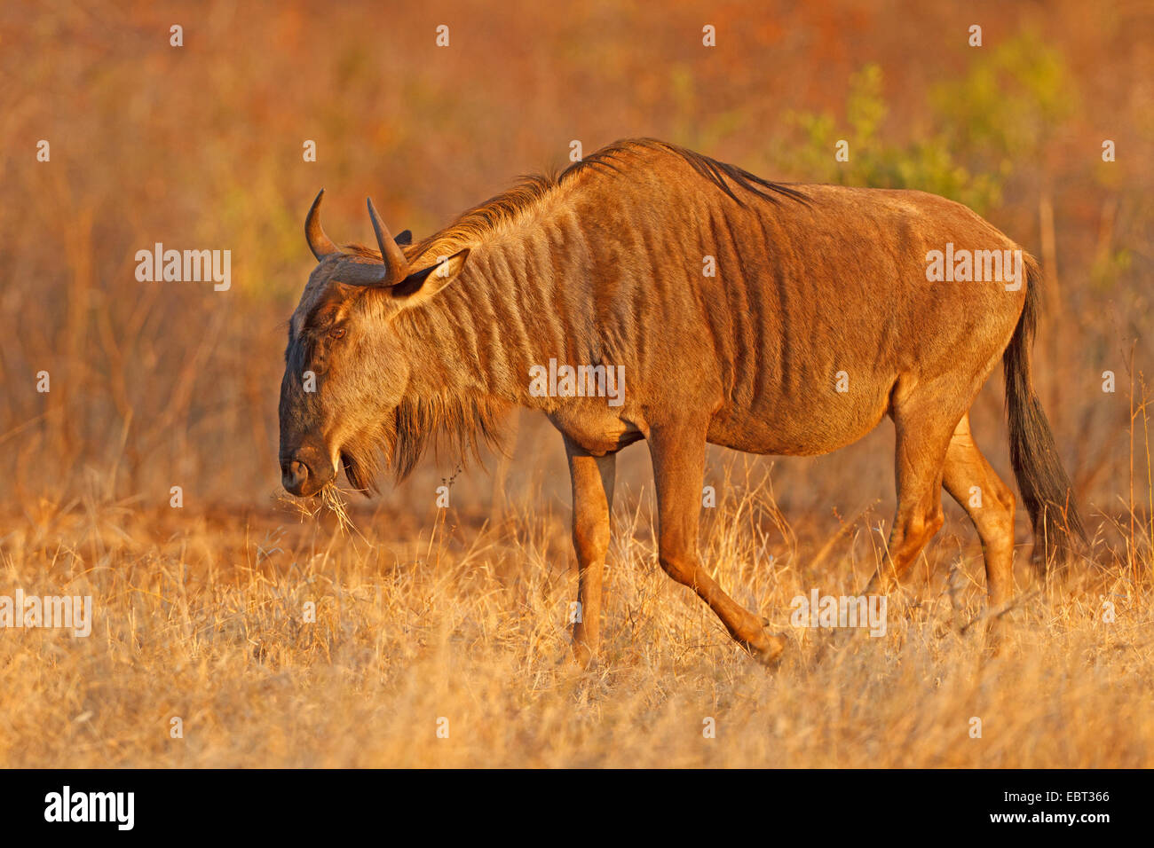 blue wildebeest, brindled gnu, white-bearded wildebeest (Connochaetes taurinus), walking in savanne in evenening light, South Africa, Krueger National Park, Crocodile Bridge Camp Stock Photo