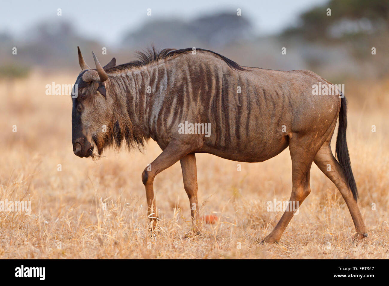 blue wildebeest, brindled gnu, white-bearded wildebeest (Connochaetes taurinus), walking through savanna, South Africa, Krueger National Park, Satara Camp Stock Photo