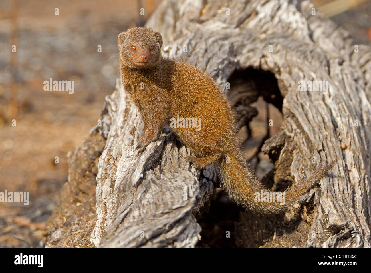 dwarf mongoose (Helogale parvula), sitting on a tree snag, South Africa, Krueger National Park, Letaba Camp Stock Photo