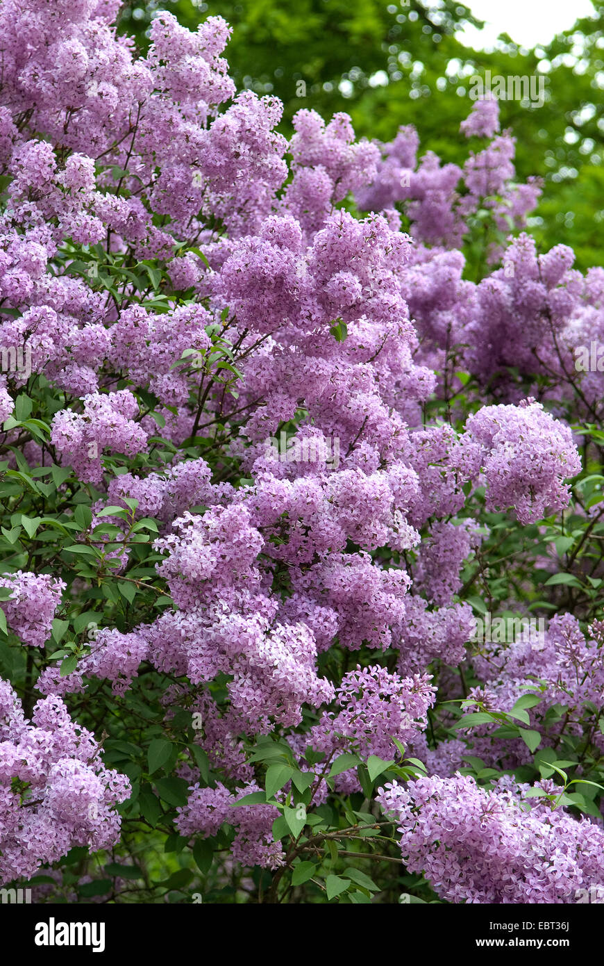 Chinese lilac (Syringa chinensis), blooming Stock Photo