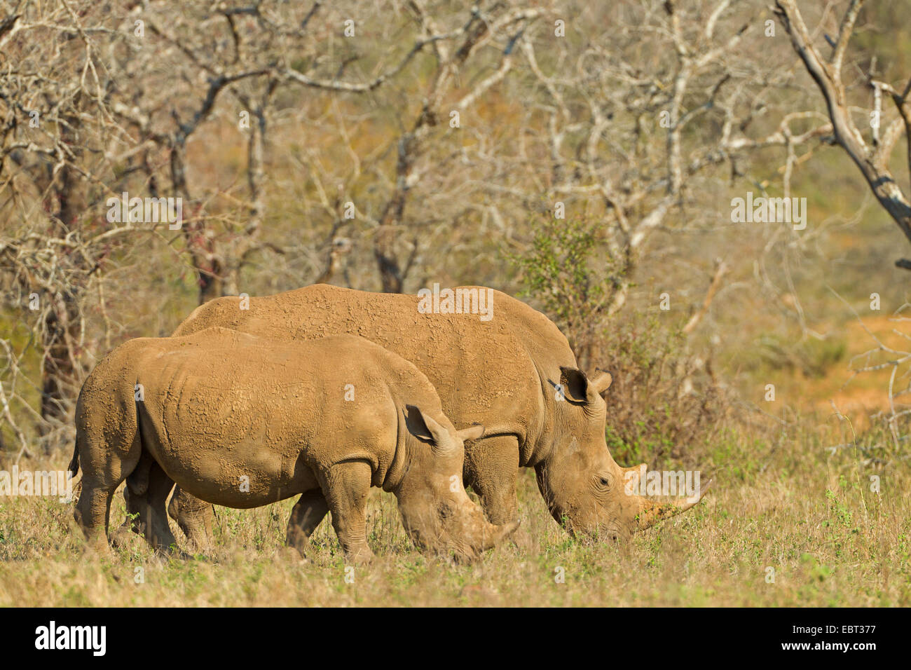 white rhinoceros, square-lipped rhinoceros, grass rhinoceros (Ceratotherium simum), grazing, South Africa, Hluhluwe-Umfolozi National Park Stock Photo