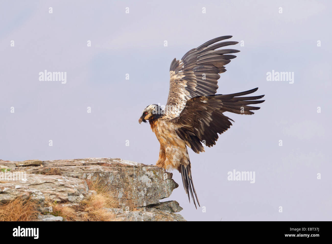 Lammergeier, Bearded Vulture (Gypaetus barbatus meridionalis), landing on a rock, South Africa, Kwazulu-Natal, Giants Castle Stock Photo