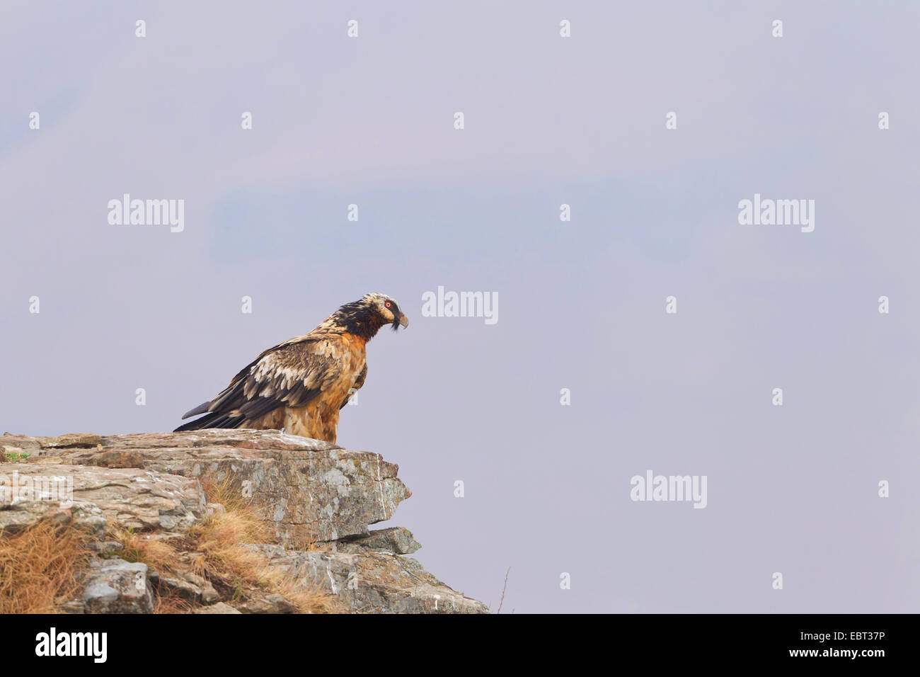 Lammergeier, Bearded Vulture (Gypaetus barbatus meridionalis), sitting on a rock, South Africa, Kwazulu-Natal, Giants Castle Stock Photo