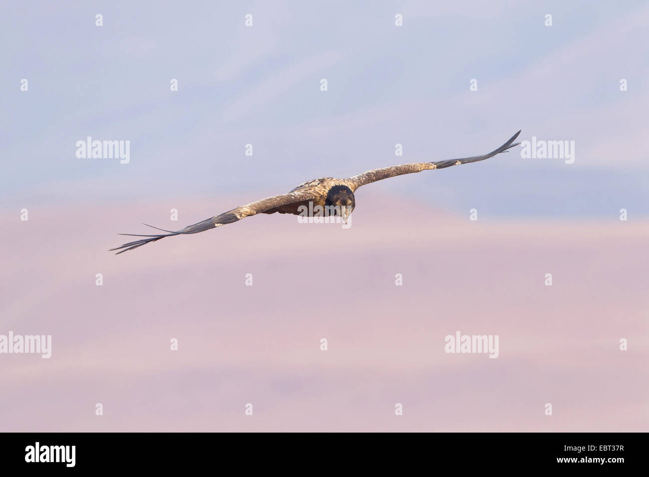 Lammergeier, Bearded Vulture (Gypaetus barbatus meridionalis), gliding, South Africa, Kwazulu-Natal Stock Photo