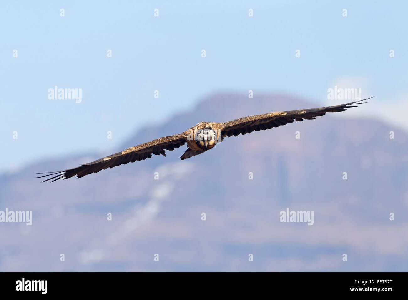 Lammergeier, Bearded Vulture (Gypaetus barbatus meridionalis), gliding, South Africa, Kwazulu-Natal, Giants Castle Stock Photo