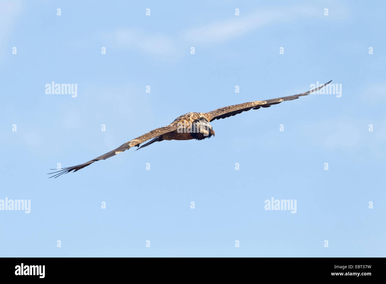 Lammergeier, Bearded Vulture (Gypaetus barbatus meridionalis), gliding, South Africa, Kwazulu-Natal Stock Photo