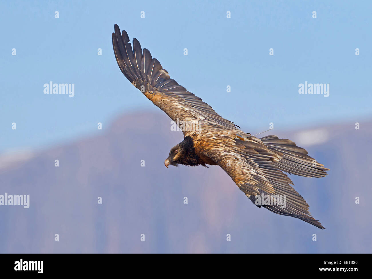 Lammergeier, Bearded Vulture (Gypaetus barbatus meridionalis), gliding, South Africa, Kwazulu-Natal, Giants Castle Stock Photo