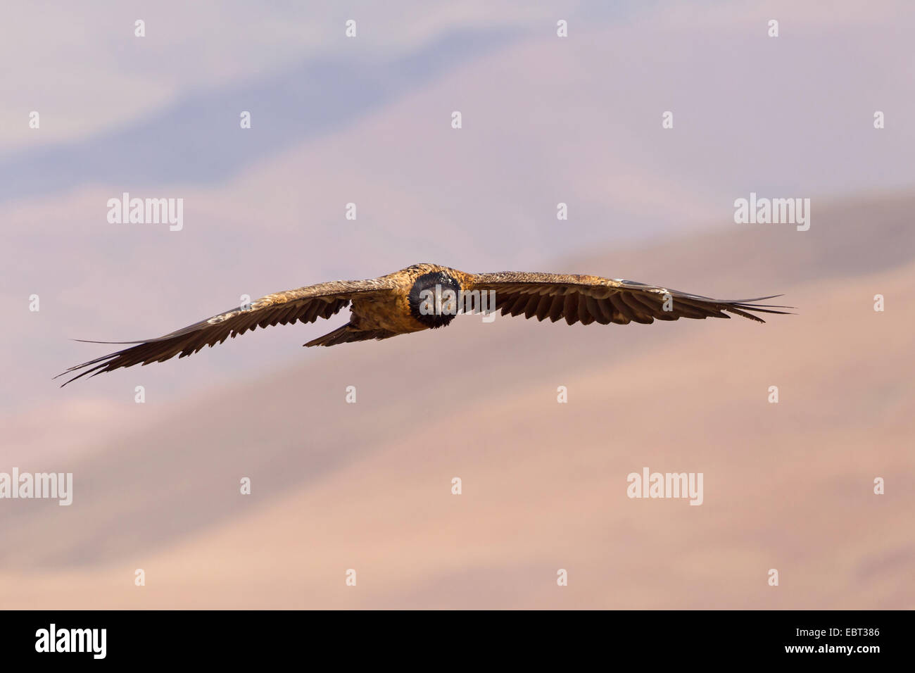 Lammergeier, Bearded Vulture (Gypaetus barbatus meridionalis), gliding squeaker, South Africa, Kwazulu-Natal Stock Photo