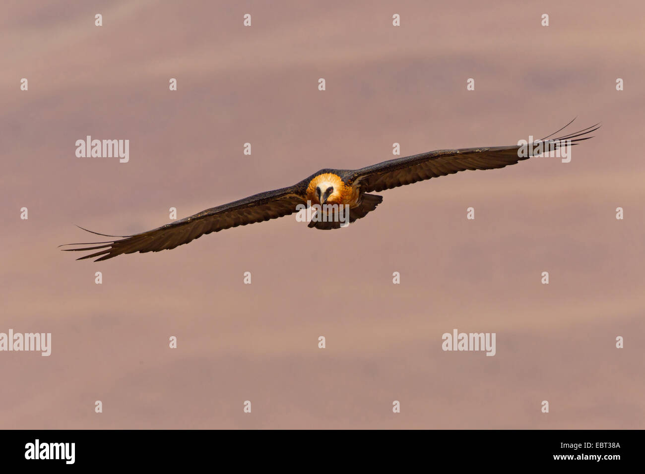 Lammergeier, Bearded Vulture (Gypaetus barbatus meridionalis), gliding, South Africa, Kwazulu-Natal Stock Photo