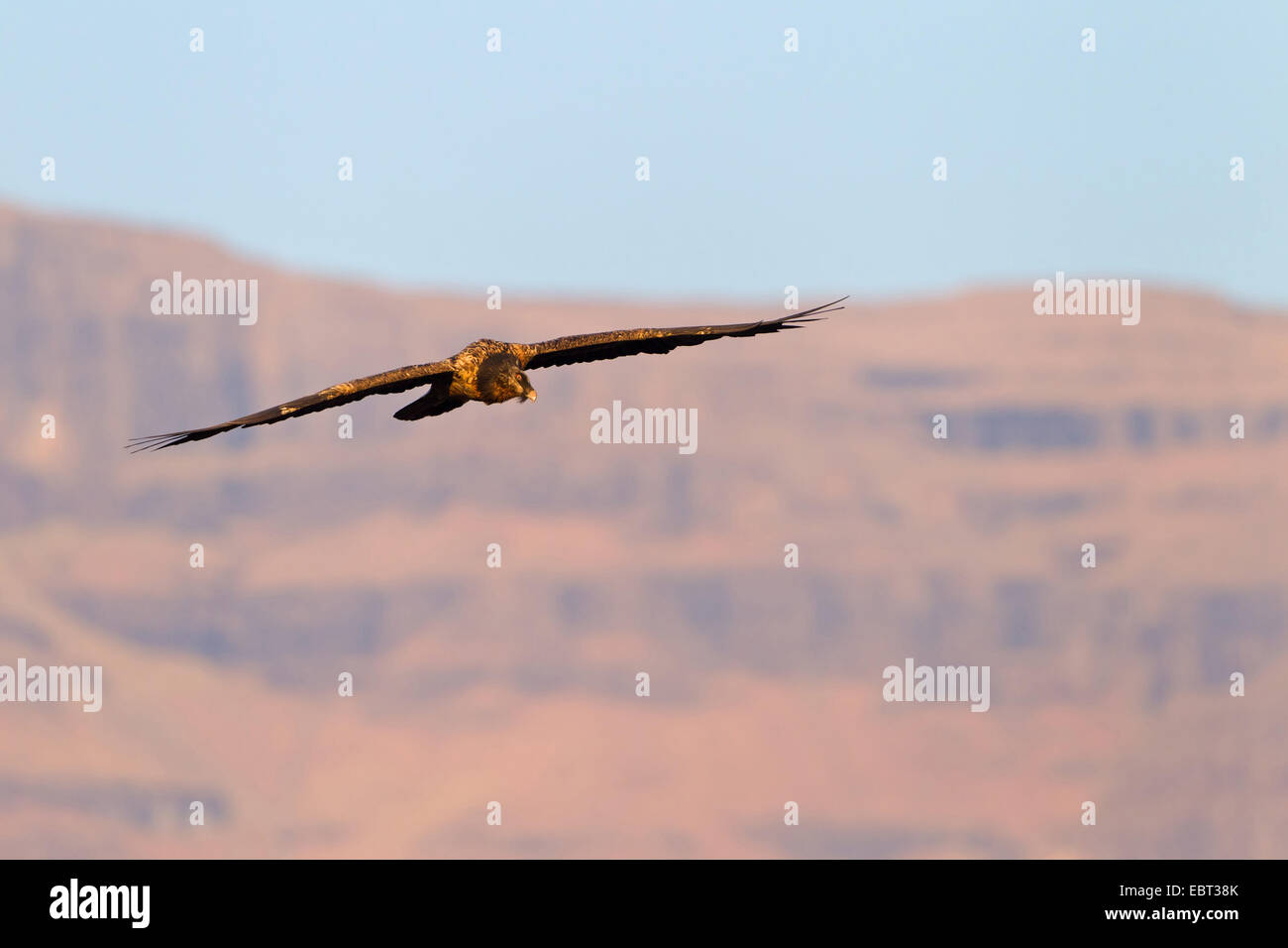 Lammergeier, Bearded Vulture (Gypaetus barbatus meridionalis), gliding squeaker, South Africa, Kwazulu-Natal, Giants Castle Stock Photo