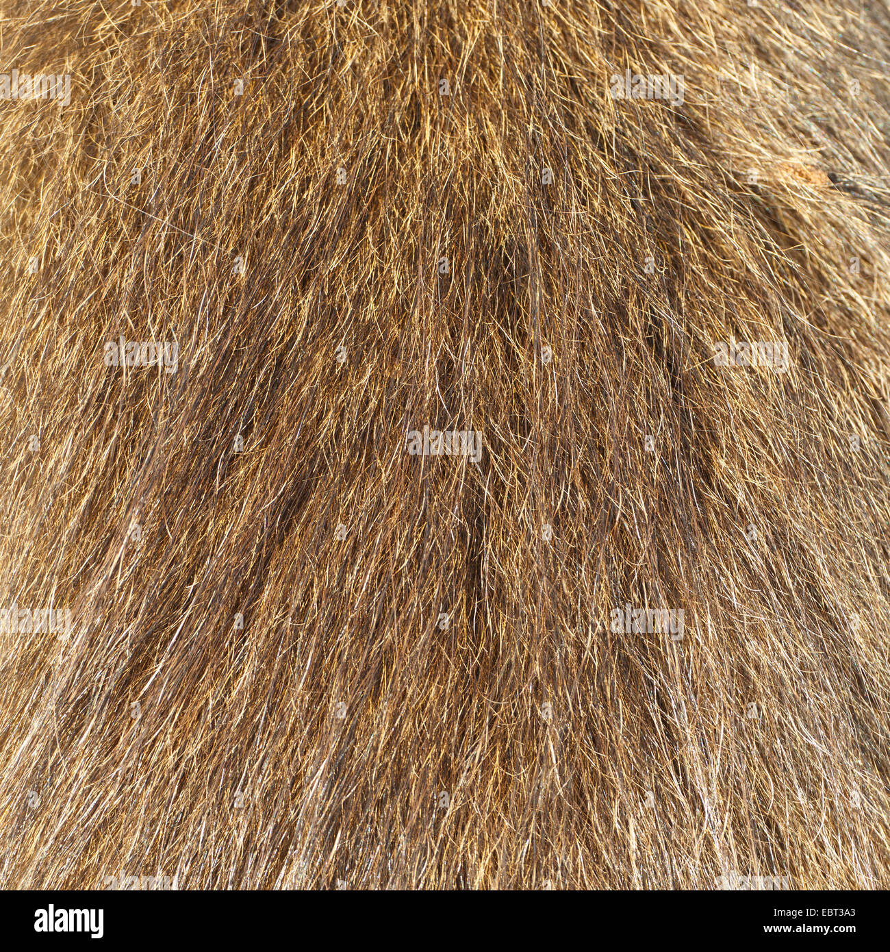 Chacma baboon, anubius baboon, olive baboon (Papio ursinus, Papio cynocephalus ursinus), fur, South Africa, Krueger National Park Stock Photo