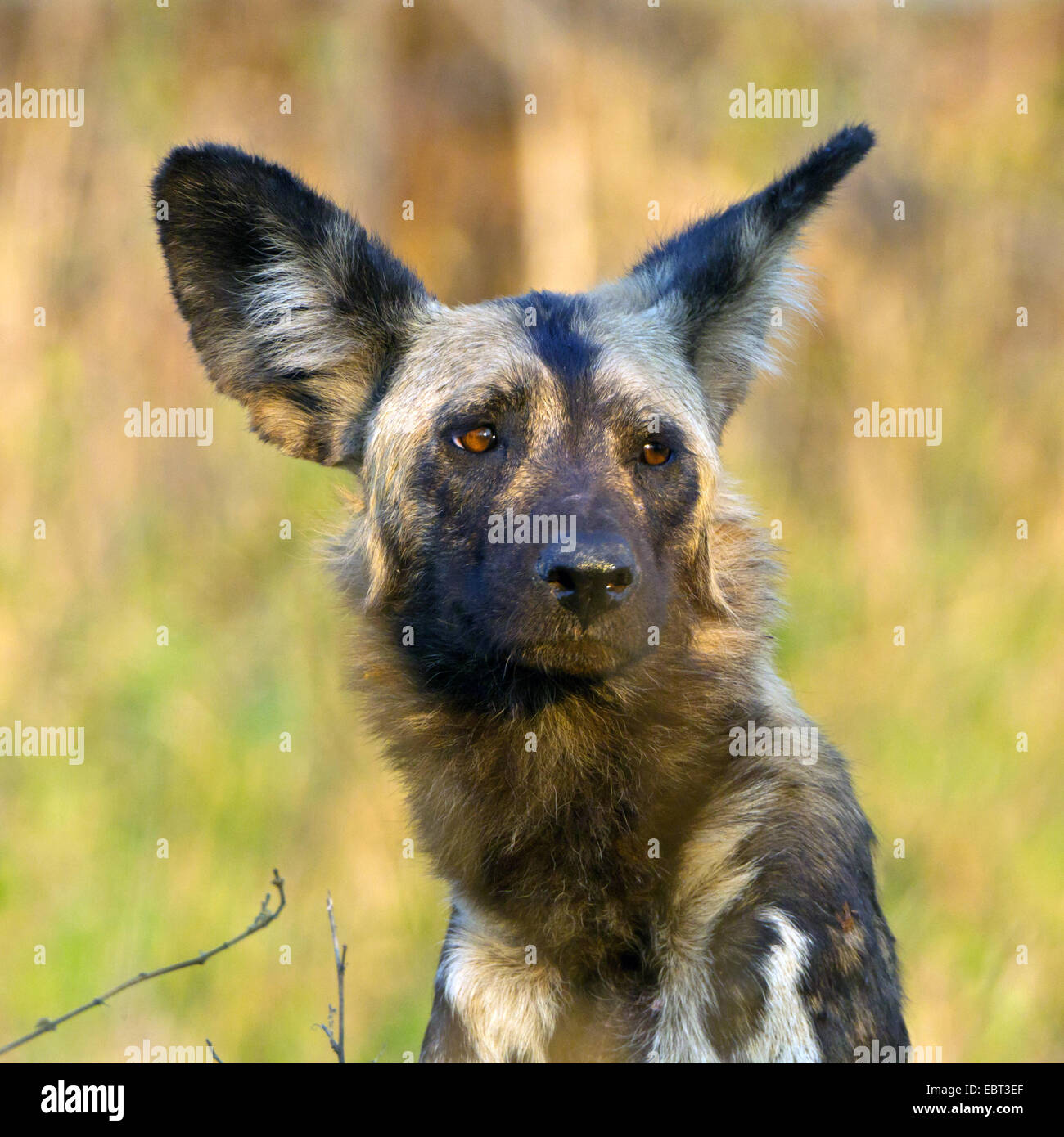 African wild dog (Lycaon pictus), portrait, South Africa, Hluhluwe-Umfolozi National Park Stock Photo